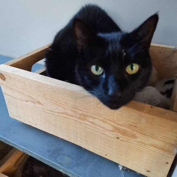 Cats Boarding Howick Auckland Catz At Ashwood Quality Boarding Cattery