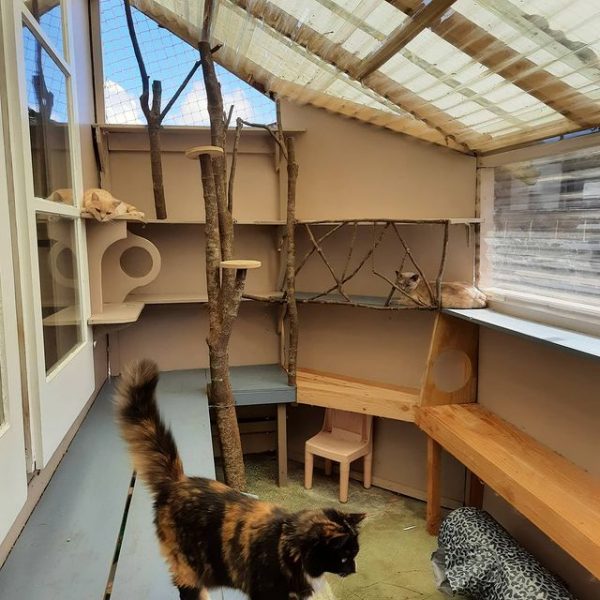 Prices Cattery Auckland - Catz At Ashwood - Quality Boarding Cattery