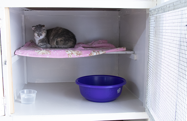 The lovely Mere shows off our cattery suite and is sitting on top of a shelf on a large comfy bed, below her sits a purple bowl used for toiletry.