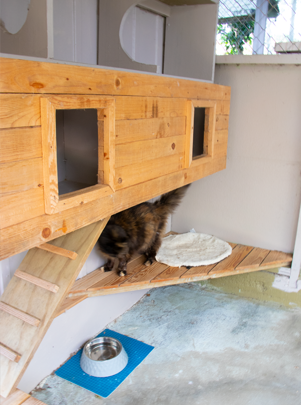 In the Cattery Sunroom, Wobbles the Tortiseshell climbs into bed. whiskers hq, beachwood treehouse, in a tree house, cat design, treehouse, cat tower, filled habitats and places to sleep and chill.