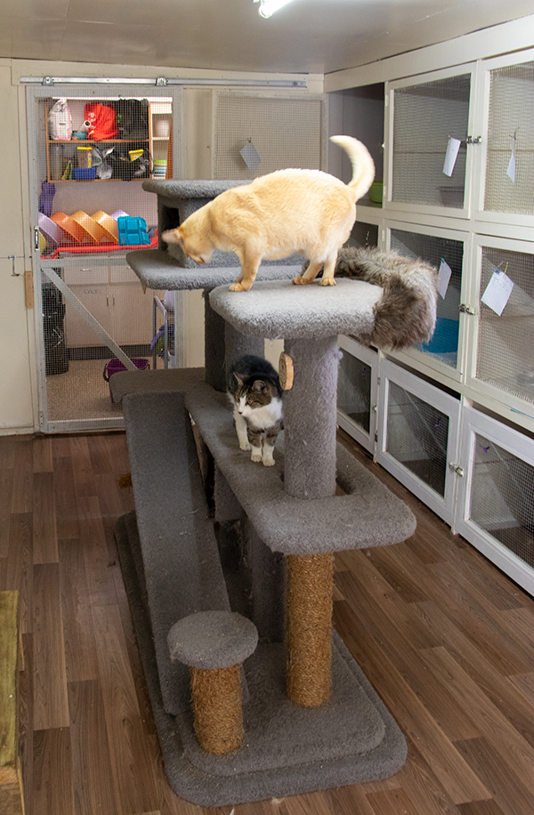 two cats sitting on top of a cat tree, cat tower, scratching post, lookout tower, the wizard's magical tower!!,multi - level catwalks, treehouse