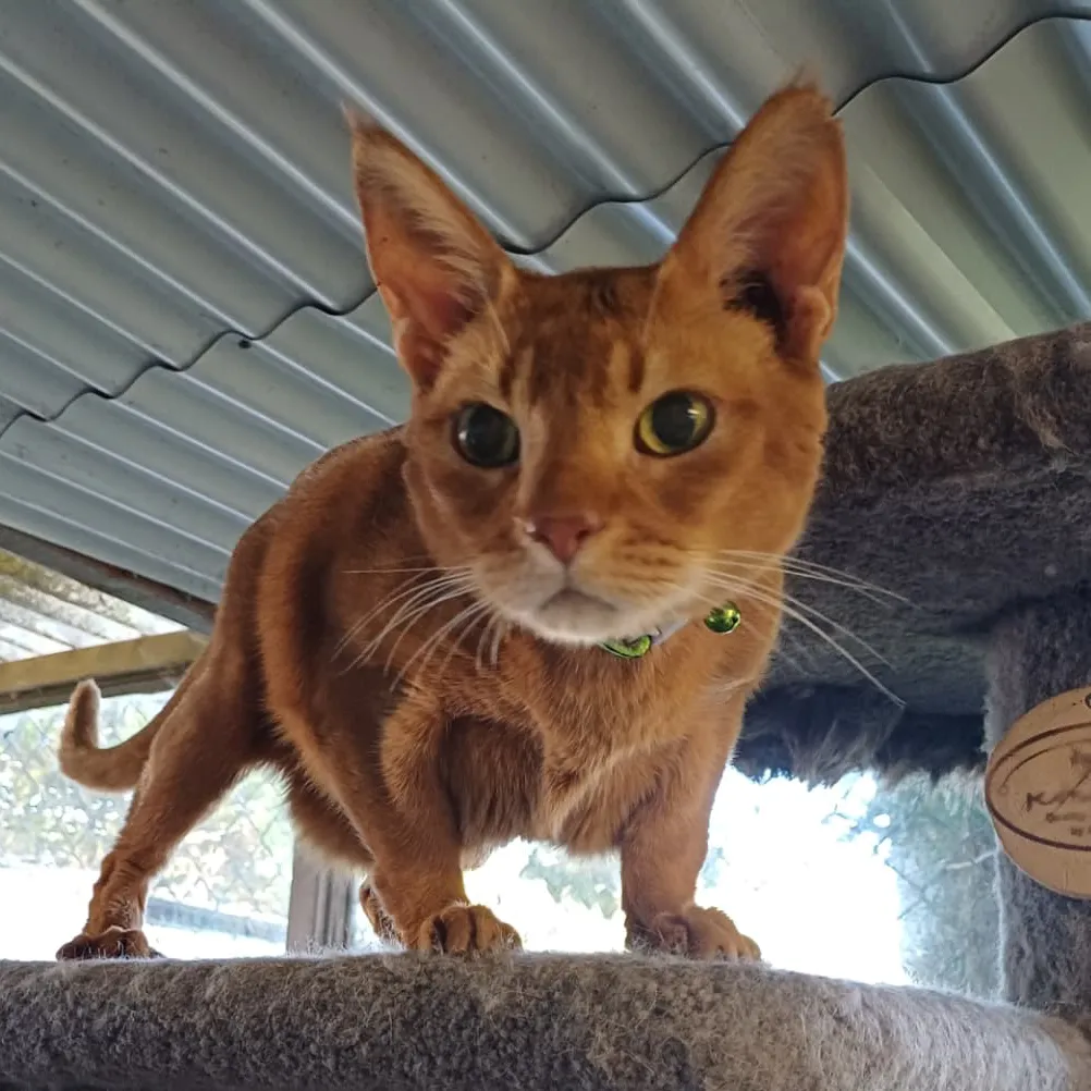 Abyssinian Cat in Howick Boarding Cattery Abyssinian cat with reddish brown fur, green eyes, standing on top of a cat tree, at Catz at Ashwood, Boarding Cattery