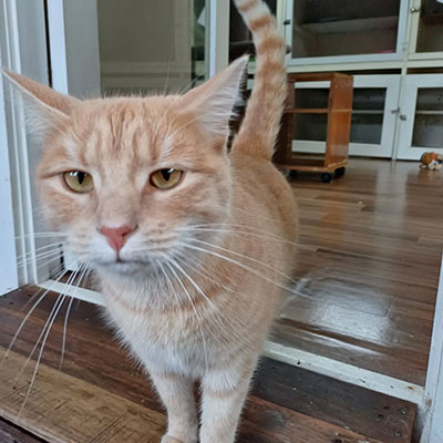 Happy Ginger Tabby – Auckland Cat Boarding Cattery Fabulous Ginger Tabby