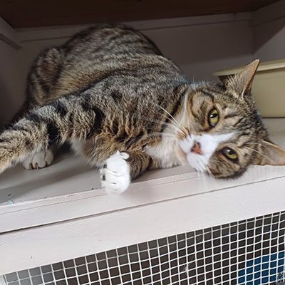 Cool Tabby Cat – Auckland Cat Boarding Cattery Beautiful Tabby cat, hanging out in Catz at Ashwood boarding cattery.