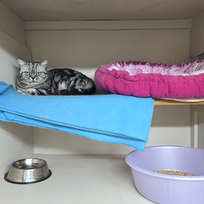 Comfortable Sleeping Quarters at Catz at Ashwood – Best Cat Boarding in Auckland Rosie the Exotic British Shorthair relaxing in her cosy sleeping area at the best cat boarding in Auckland.
