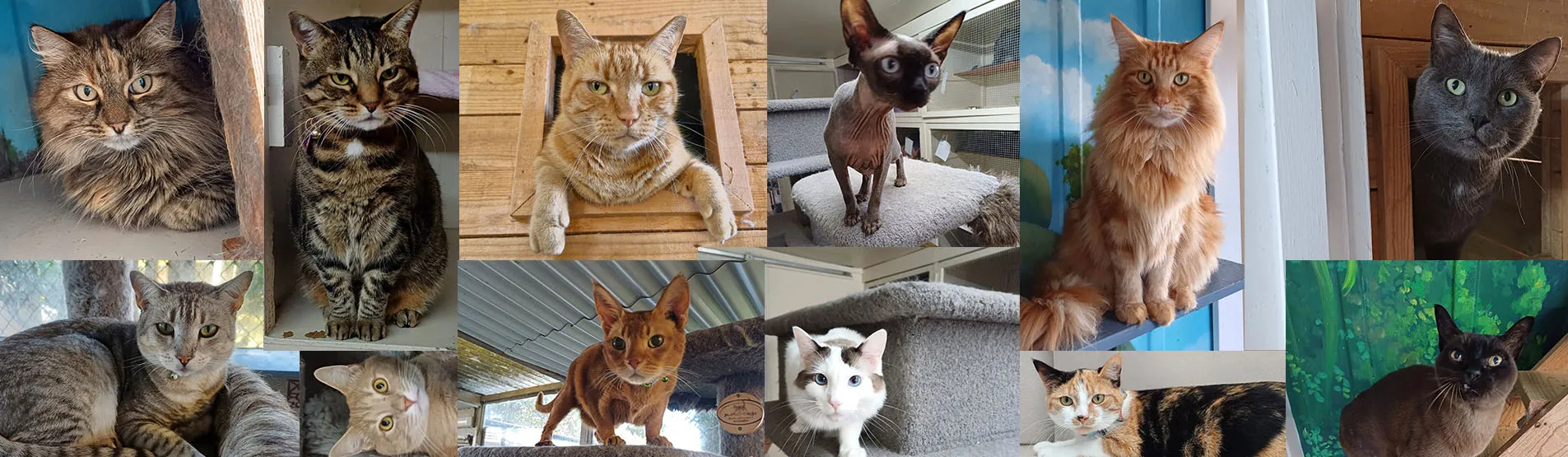 Happy cats enjoying their stay at Catz at Ashwood – the best cattery in Auckland.