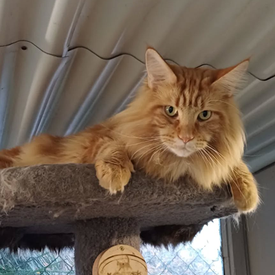 whiskey-maine-coon